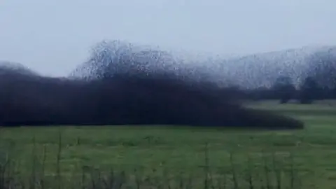 A murmuration low on a field