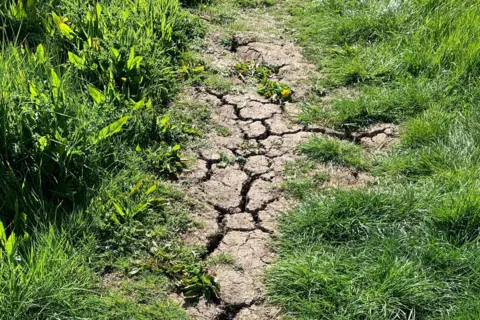 BBC Weather Watchers / Stockton Lass A dirt path has large cracks in it as it is so dry. Green grass borders each side.