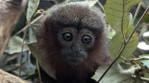 Shaldon Wildlife Trust A picture of the titi monkey named after Nigel the volunteer