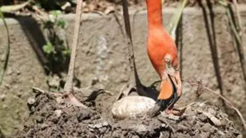 Paradise Park Wildlife Sanctuary Close up of the egg
