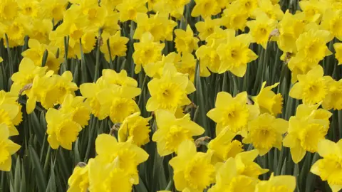 A field full of yellow daffodils in full bloom with green stalks