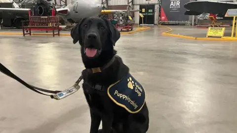 Katie Radley/BBC A black dog is sitting on the floor of an aircraft hangar looking at the camera. The dog is wearing a vest that reads Guide Dogs Puppy in training and has a lead on. In the background are planes on display at the museum.