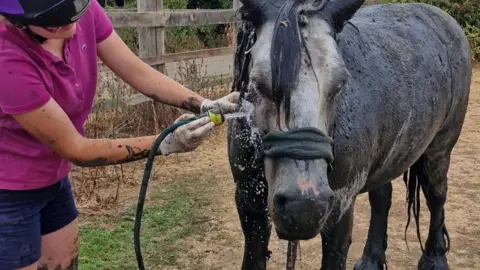 Horse rescue