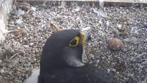 A falcon sits by one chick with an unhatched egg to its right.
