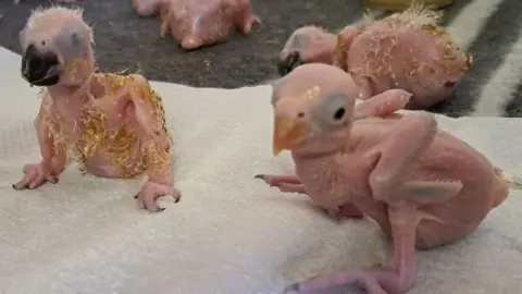Three chicks and one partial chick at the top of the image. They are without feathers 