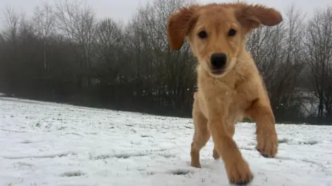 A golden puppy pumping up in the air after encountering snow, there are bare trees behind it and snow on grass.