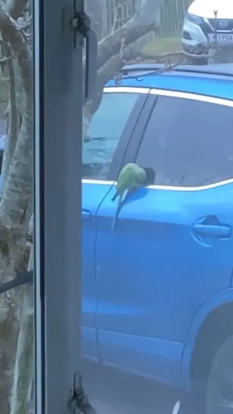 A green parakeet on a blue car