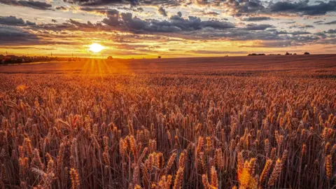 A field of red/brown wheat captured in high detail fills the bottom two thirds of the picture, and are illuminated by a sunset in the top left hand corner that is sending rays of sunshine streaming down, and also illuminating the clouds above it.