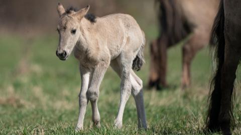 A five-day-old konik pony foal, at Wicken Fen nature reserve, Cambridgeshire