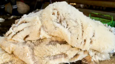Getty Images Freshly sheared sheep wool waiting to be processed