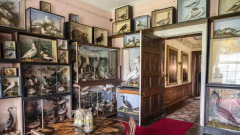 National Trust Taxidermy collection at Calke Abbey