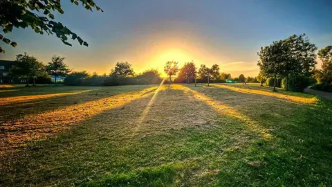 Joanna Kaczorowska A field with trees and sunsetting 