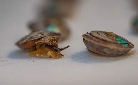 Snails marked with coloured dots ahead of their release into the wild 