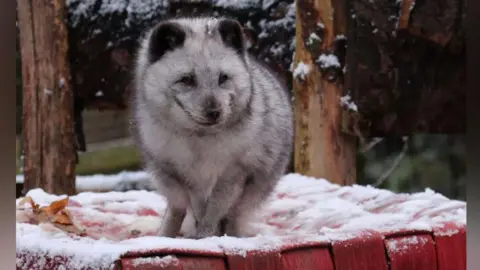 Northumberland Zoo Dougal arctic fox