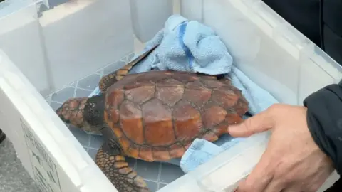 Crush the turtle in a white plastic box