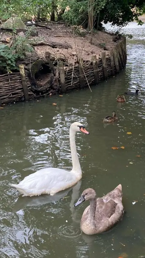 A swan and a goose on a body of water near an island.