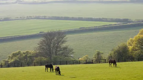 Three bay horses graze on a field in the Cotswolds as a valley slopes upwards behind them.