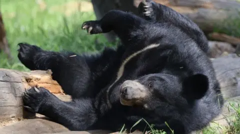 Manor Wildlife Park A large black bear leaning on it's right side with its arms and legs in the air.