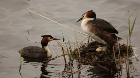 Shaun Whitmore Great Crested Grebe nesting in Norfolk