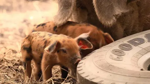 Battersea Park Children's Zoo A piglet with orange fur and black spots with its sibling and mother
