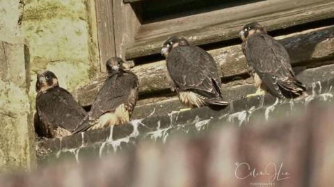 Four peregrine falcon chicks