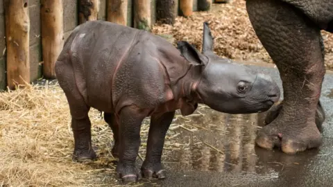 West Midland Safari Park  New-born Indian rhino calf