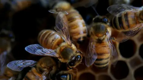 Getty Images European honey bees