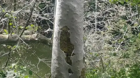 Bird cherry ermine caterpillar silk