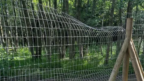 Lauren Andrews/Jimmy's Farm The damaged fence at Jimmy's Farm