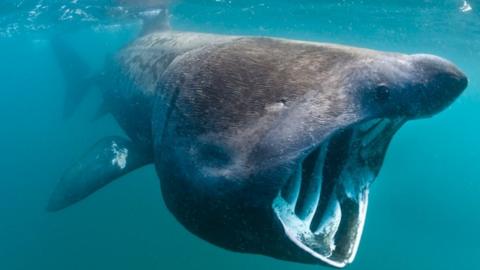 Footage suggests basking sharks use Scottish seas for courtship - BBC News