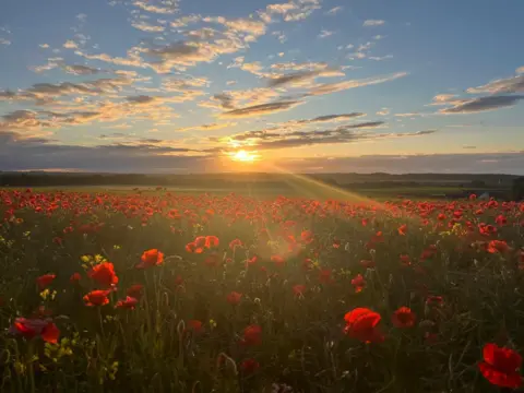 Mike and Callie Jeans  Poppy field in East Salton