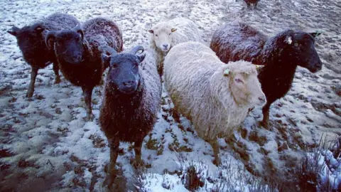 Happy Pants Ranch Sheep