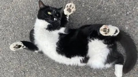 Guide Dogs A black and white cat lying on his back on tarmac, tummy showing, pawing the air.