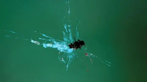 Getty Images A squished bug on a glass window plane.