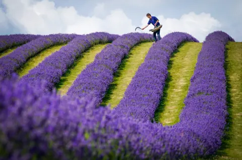 Jane Barlow / PA Media Lavender farmer Rory Irwin, from Scottish Lavender Oils, inspects the rows of folgate lavender ahead of this year's harvest at Tarhill Farm in Kinross. 27 July 2021