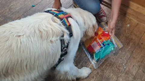 Rowen Saunders Pickles licking a clear plastic bag to create art