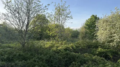 A view of part of the wildlife corridor in Oldbury. There are lots of trees and green space. They can be seen for a number of metres in the distance.