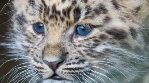 Madeleine Millin Zeya, a red leopard cup, is white in colour with a leopard print side and face. She has blue eyes and long whiskers. She is looking away from the camera.