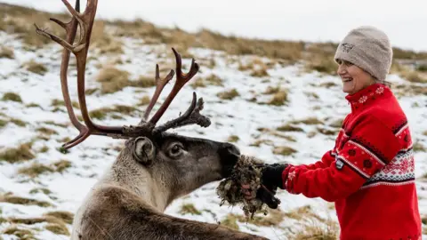 Cairngorm Reindeer Herd/John Paul Tilly Smith, in a red festive jumper and a woolly hat, feeds a reindeer on a snowy hill in the Cairngorms.