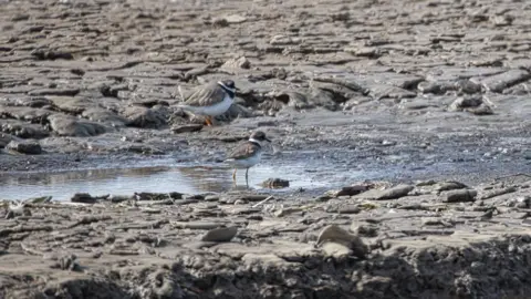 Shaun Whitmore/BBC Grey, taupe and white plover birds against rocky mudflats of similar colour 