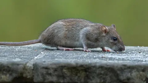 Getty A rat is seen scurrying across a stone wall. It has a long tail, short ears and can be seen sniffing at some food. 