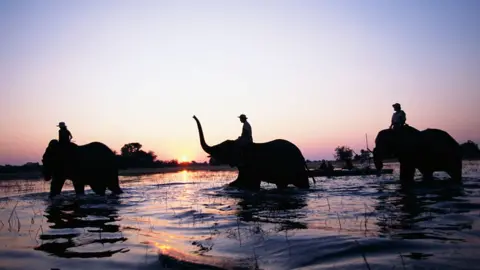 Getty Images Elephant rides