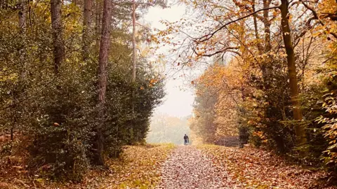 Dave boy Williams A lone figure walks along an autumnal path through a forest. The path is littered with fallen leaves and on each side the forest has a mixture of trees with no leaves and those with brown leaves. The sky overhead is grey and there is a light mist.