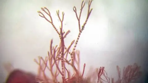 A photograph of a tiny seaweed with pink stripes and pincer tips looks as if it's reaching up.