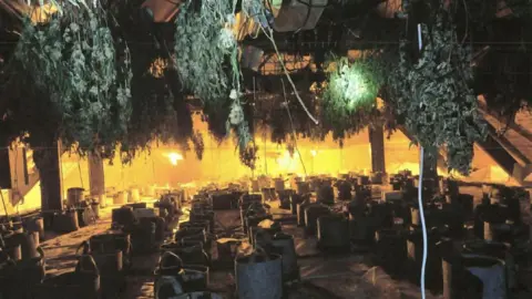 Nottinghamshire Police Some of the cannabis plants found by officers inside the disused pub in Nottinghamshire on Friday
