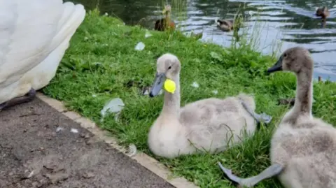 Two cygnets on the grass between the footpath and Hammond Pond. The cygnet on the left has a bright yellow piece of plastic coming out of its beak.