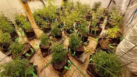 Small cannabis plants growing in individual pots, in a large well-lit room. 