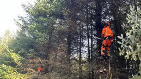 SSEN tree cutting team