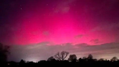 Sam/ Weather Watchers Pink Northern Lights above trees.