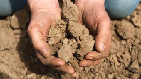 Getty Images A pair of hands holds a pile of dirt which is broken up into small pieces 